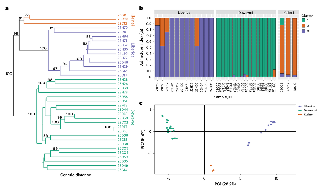 The Science Just Spoke: What This Landmark Study Means for Excelsa Coffee