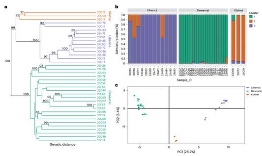 The Science Just Spoke: What This Landmark Study Means for Excelsa Coffee