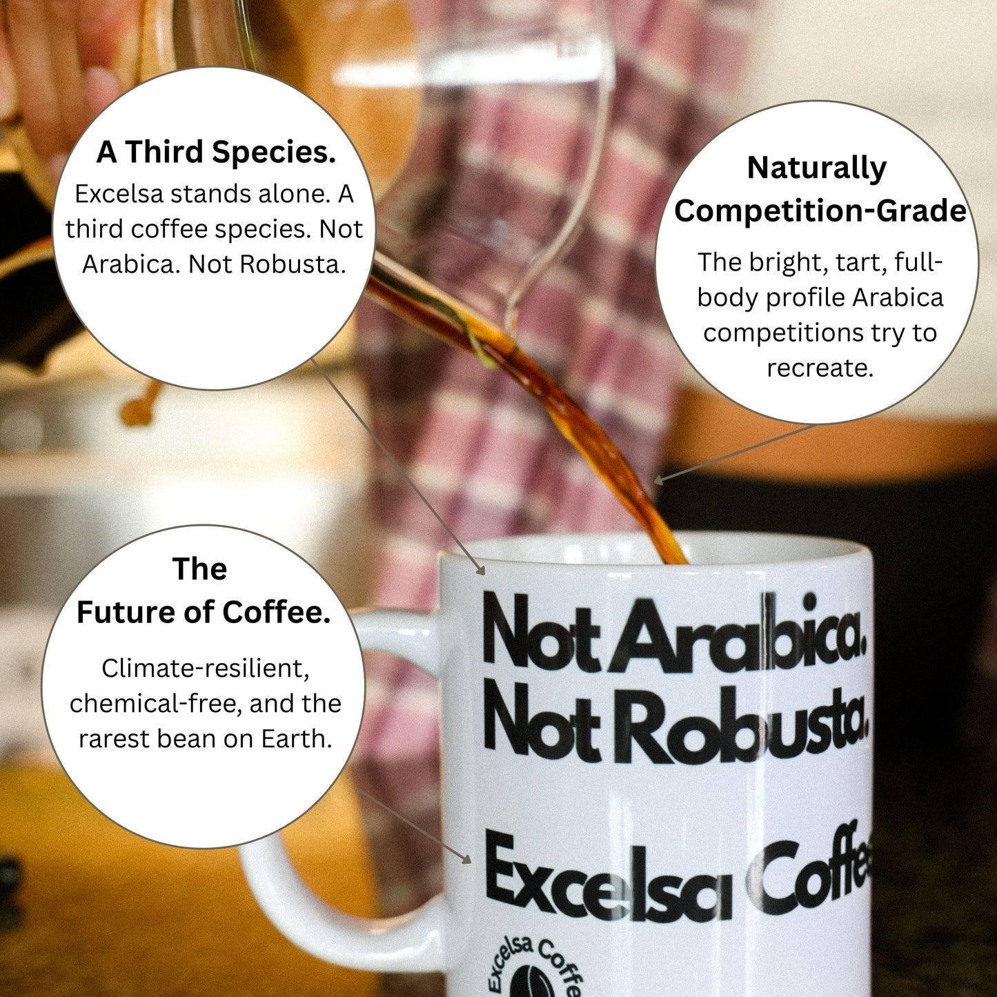 Excelsa Coffee Whole Bean Medium Roast 12 oz Low Acidity Coffee