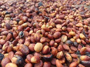Roasted Huong Phung Quang Tri Mr. Que Vietnam Natural Fermentation Excelsa