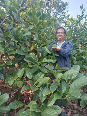 Roasted Huong Phung Quang Tri Mr. Que Vietnam Natural Fermentation Excelsa