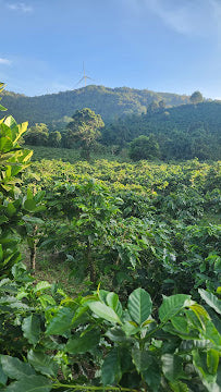 Roasted Huong Phung Quang Tri Mr. Que Vietnam Natural Fermentation Excelsa