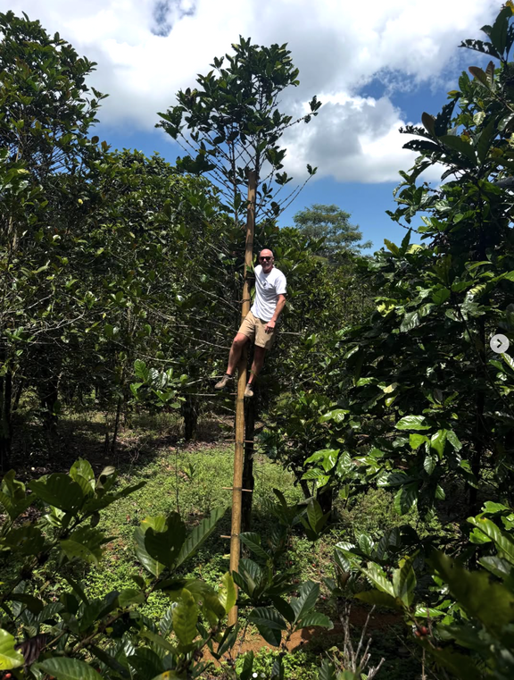 Farmer climbing a tall ladder beside a tall Excelsa coffee tree on the farm