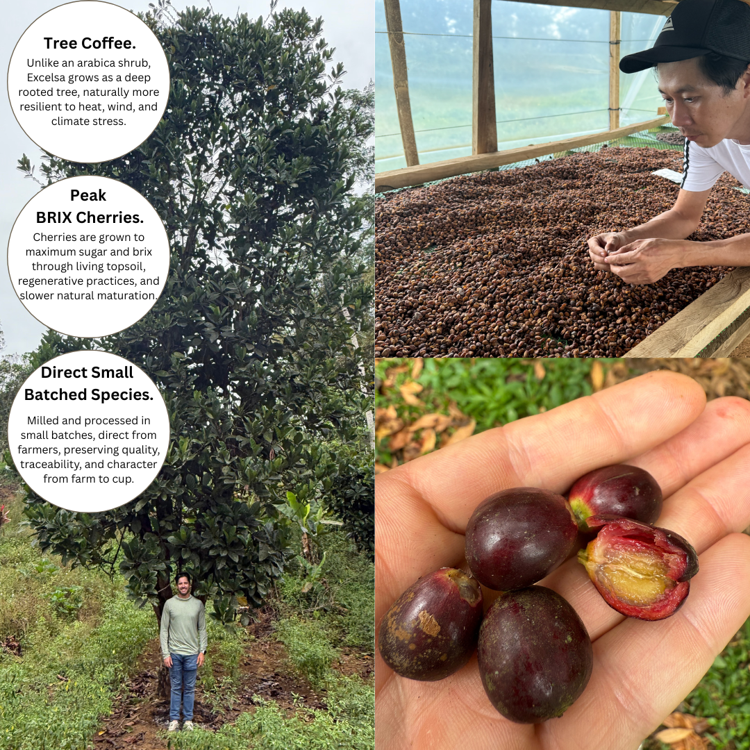 Excelsa Coffee Whole Bean Medium Roast 12 oz Low Acidity Coffee