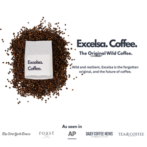 Excelsa Coffee Whole Bean Medium Roast 12 oz Philippines Single Origin Low Acidity