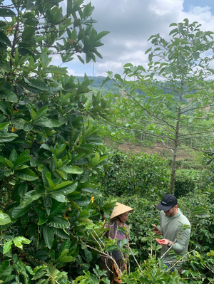 Roasted Madam Huong's Khe Sanh Valley 120 Hour Fermentation Shade Coffee
