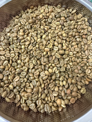 Unroasted Quang Tri Natural Process Green Excelsa